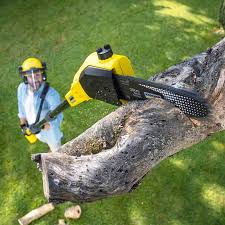 Best Seasonal Cleanup (Spring/Fall)  in Lynchburg, VA